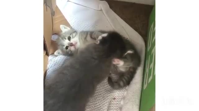 Funny kittens fighting/playing