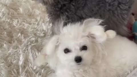 Fanny dog 🐕 🤣 LOVER watch this beautiful 😍 video