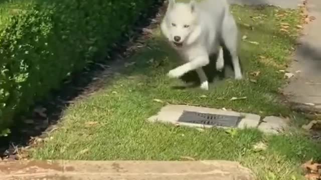 Happy happy dog dance