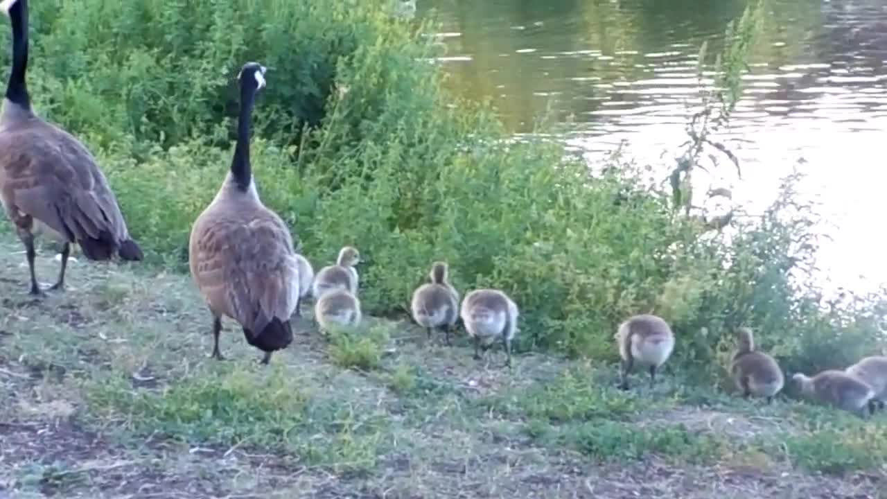 Cute Duck Family Crossing the Street