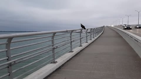 Osprey on the bridge close up