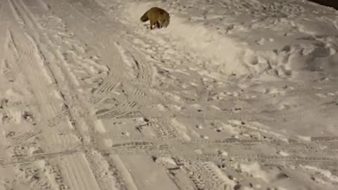 Two Young Foxes Play In A Snow Bank