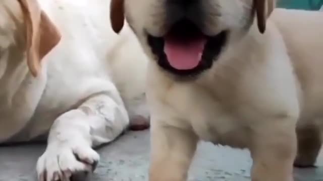 Cute Dog complaint his mother