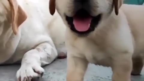 Cute Dog complaint his mother