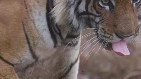 Peacock tiger elephant live moments 4k views