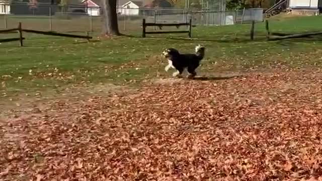 bernadoodle#poodle#dogs