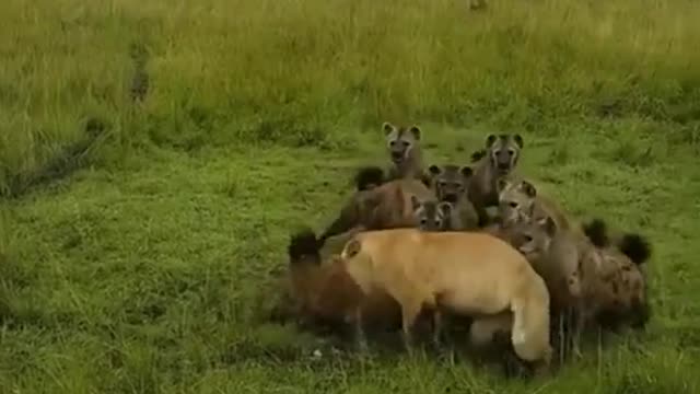 Lions vs hyenas