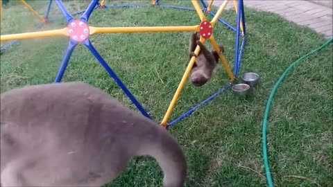 Baby Sloth being Sloths