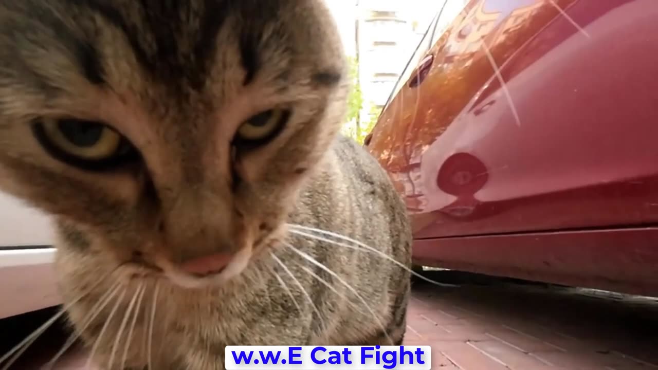 wwe Cat Fight