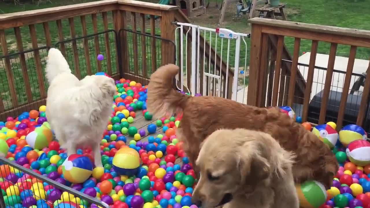 Golden Retrievers reciben fiesta de cumpleaños sorpresa en un pelotero