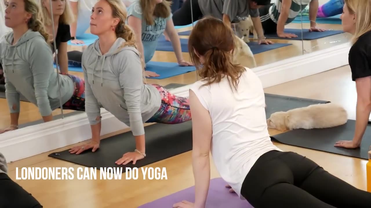 Yoga with Puppies - Pets Yoga - London - Labrador Retrievers Puppies