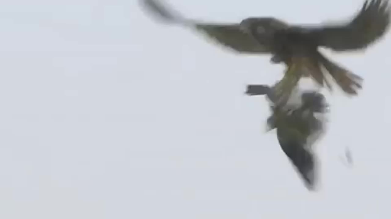 Peregrine falcon dizzying dives at 240 mph