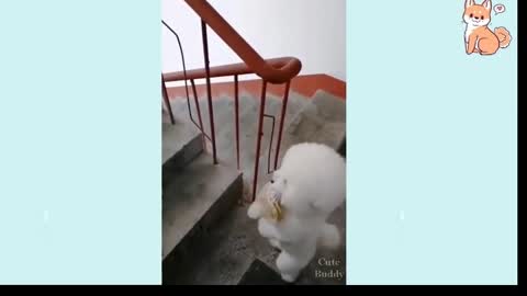 "Cute dog walking upstairs" this video will make your day