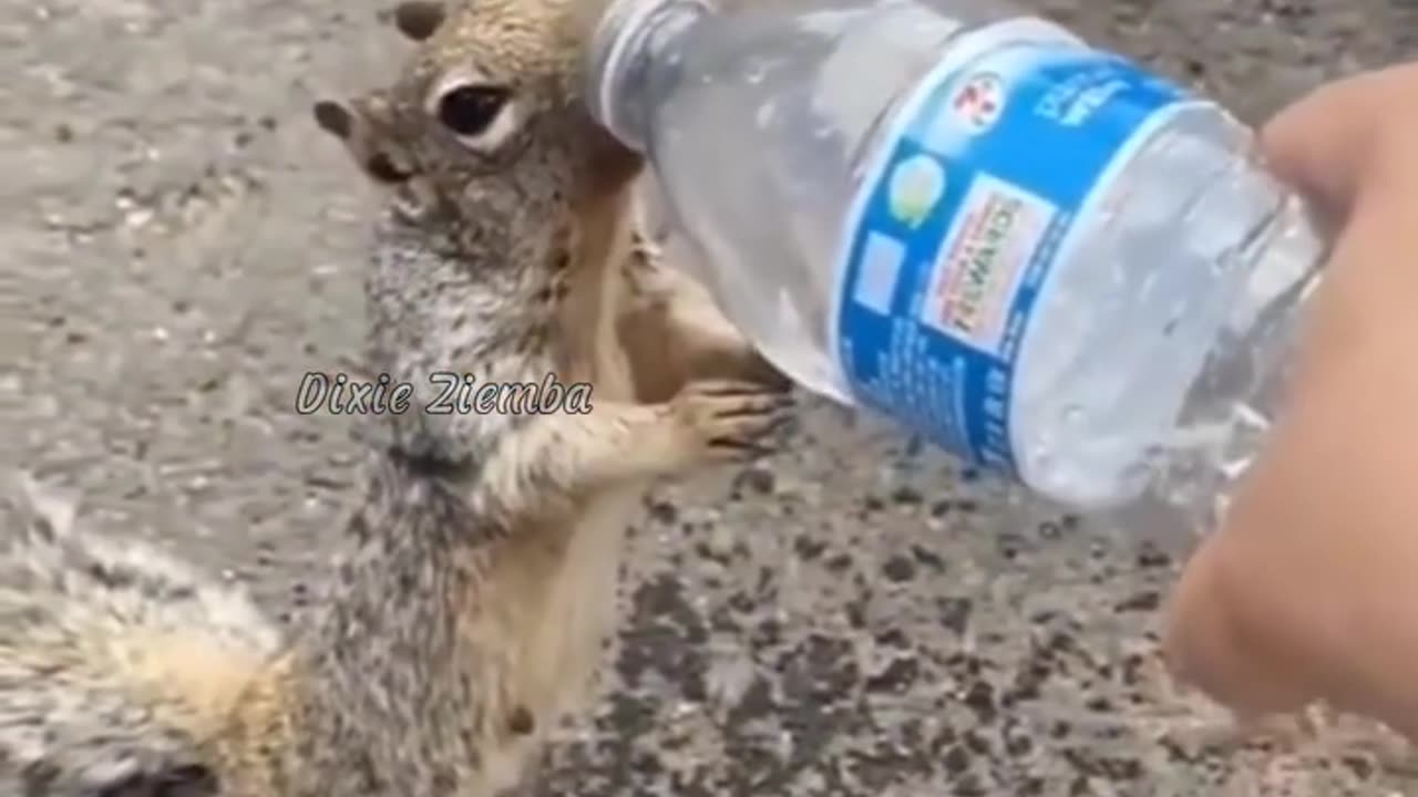 Adorable Thirsty Squirrel Asks Humans for Drink in Heartwarming Encounter