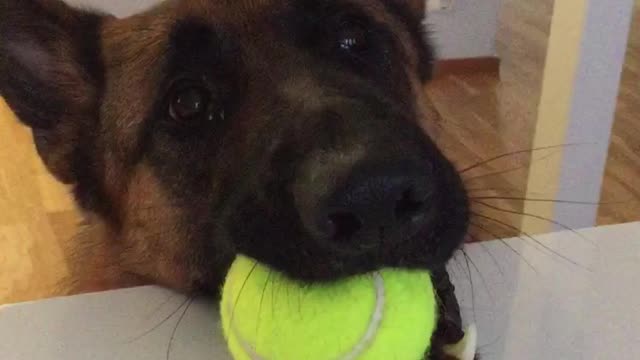 Dog makes it crystal clear he's ready for playtime