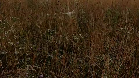 Dog bouncing in a field