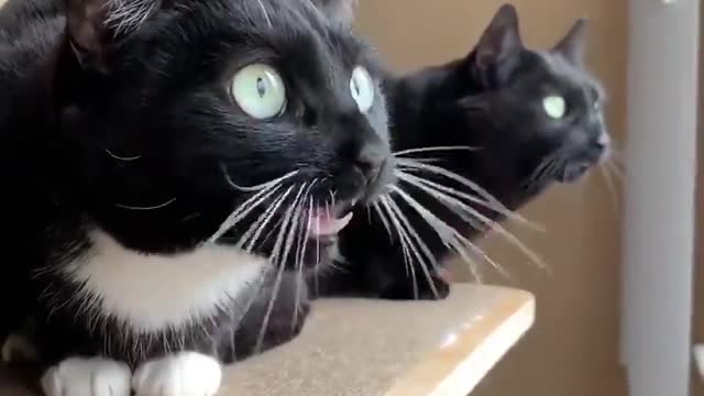 Funny cat meowing. Funny sounds