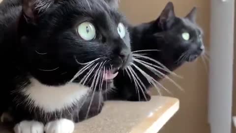 Funny cat meowing. Funny sounds