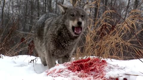 Under the Wild Moon: Symphony of Wolves