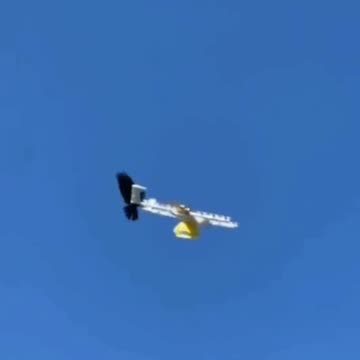 I love crows and I love them more after this 😂