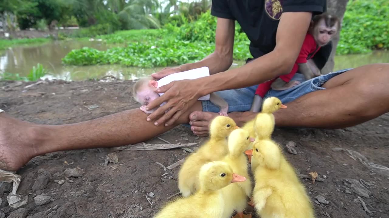 Baby monkey helps dad take care of ducks