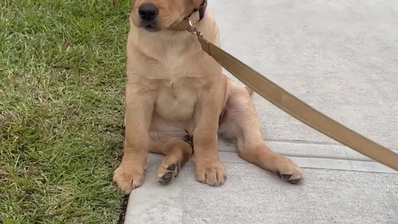 Funny Dog Becomes Drama Queen on Walk!