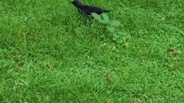 Black bird