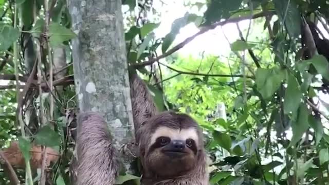 Don't miss the end 😍 What to do if you see a sloth in the road?