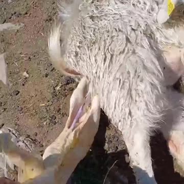 The birth of a sheep