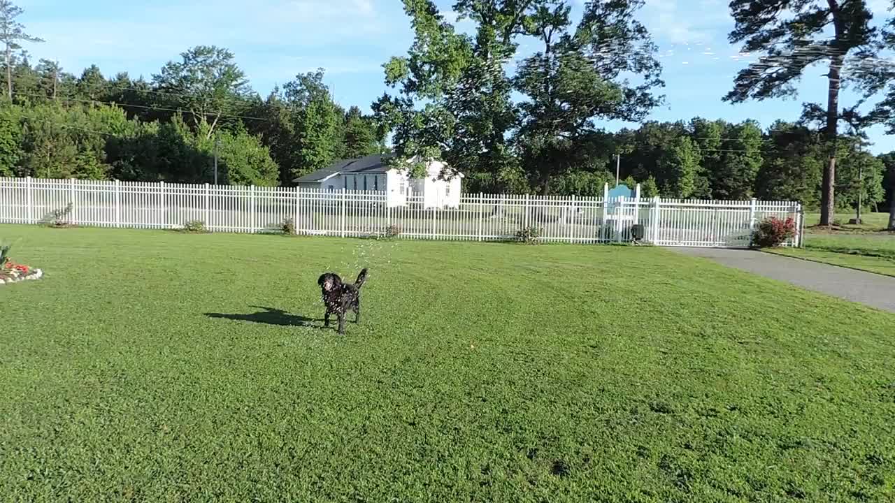 Formerly Chained Geriatric Dog Discovers A Water Hose for the First Time