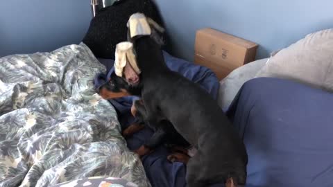 Doberman Allie and her boys. Puppies running around house