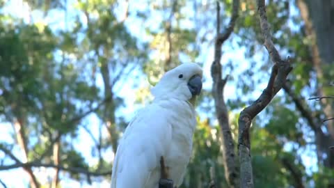 Amazing birds