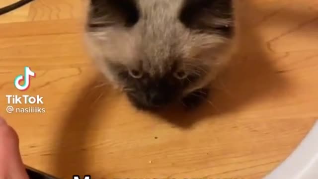 funny and funny animals from 2021
