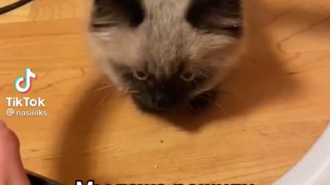 funny and funny animals from 2021
