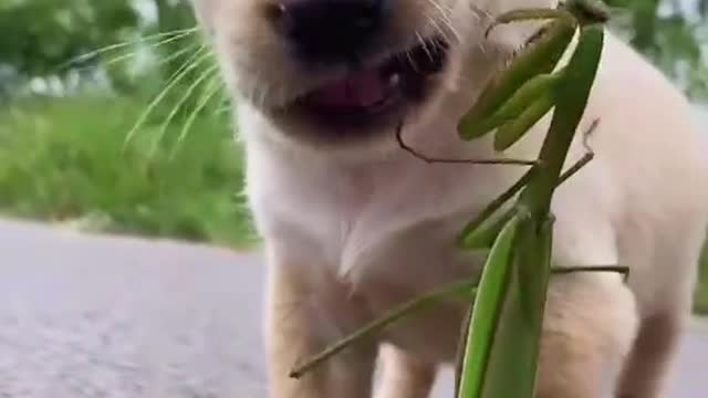 Dog play with grasshopper | Cute dog |