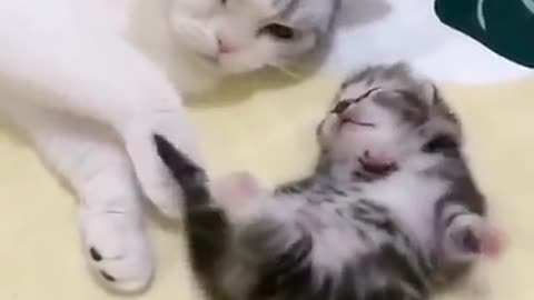 Mommy cat hug kitten