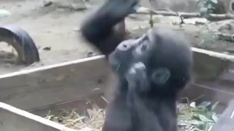 These animals are full of enthusiasm, keep you entertained