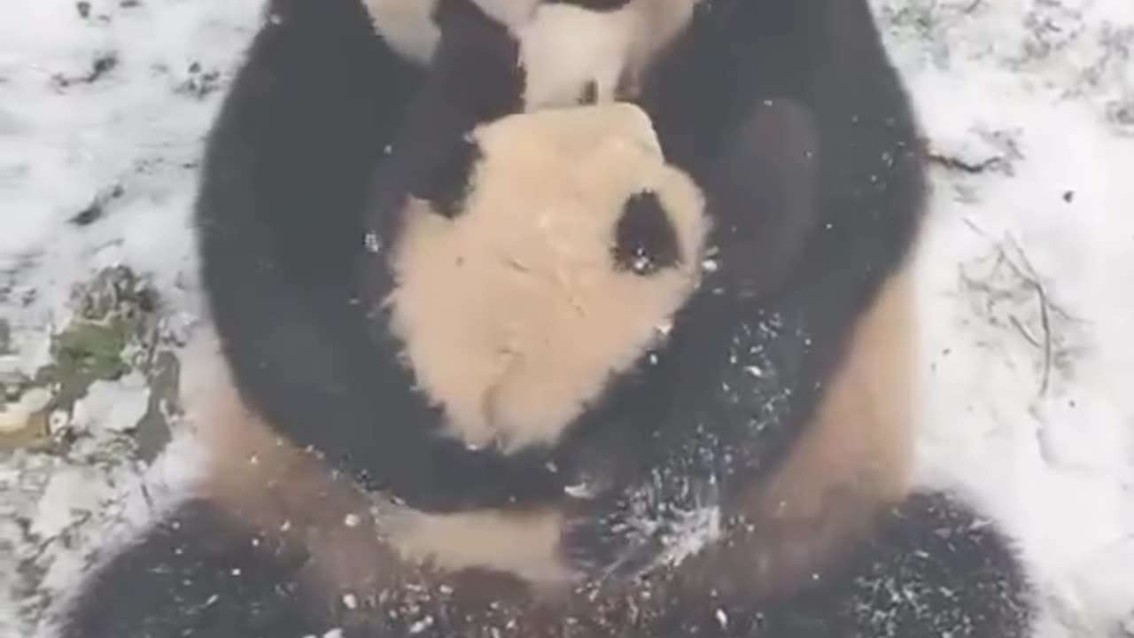 Mother panda with her baby🐼❤️