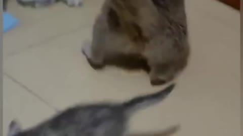 Cat's playing with another cat watch our videos 🐅🐈🐆🐅