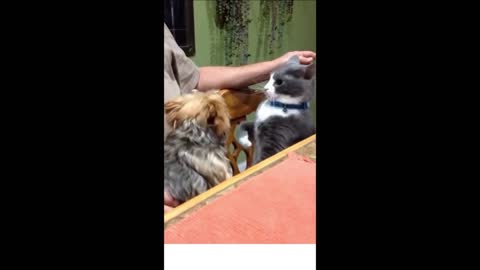 VIEW KITTY AND PUPPY FIGHTING .MUST WATCH .