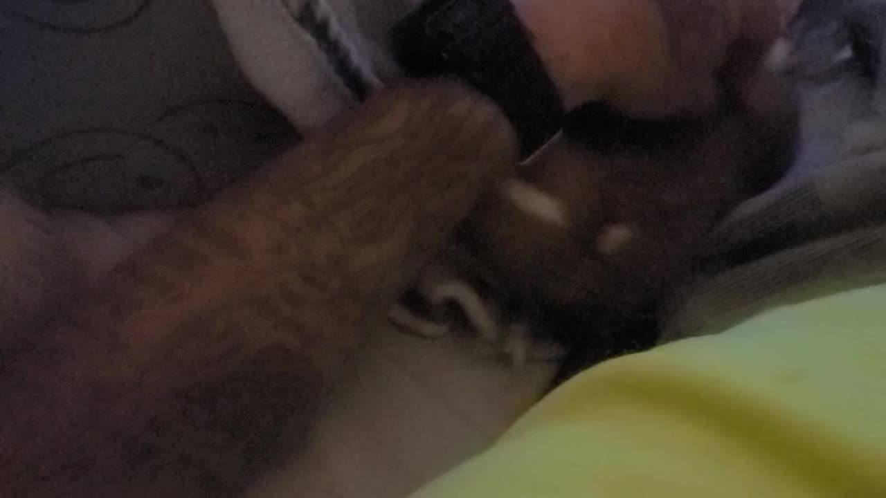 Chihuahuas partied to hard on the 4th of July