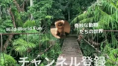 animal funny video😂😂😂_ANIMALS Best October 2023 #shorts #sigma