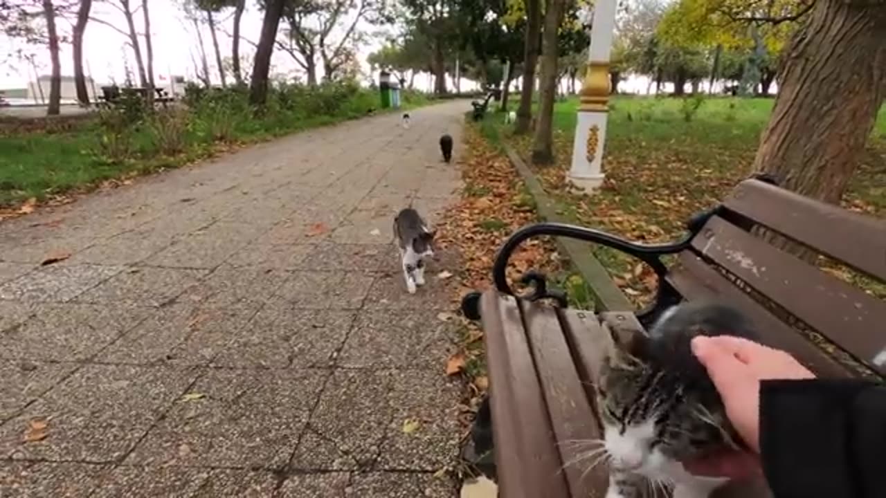 If you sit on cat island you'll be surrounded by cats really fast!
