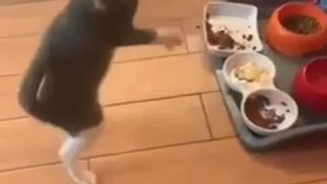 Cat dancing well