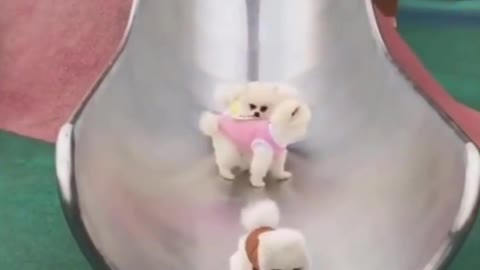 puppy enjoy sliding with group in the park