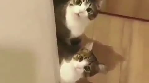 Videos funny cats indoor