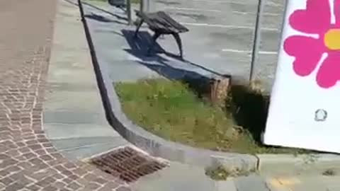 "Avete ammazzato una bambina qui a Castelfranco. Vergogna!"