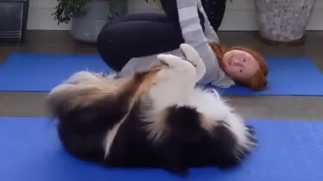 Dog practices yoga with owner and mimics her perfectly