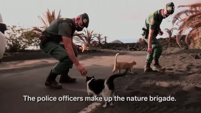 VIDEO: Rescue workers are feeding cats that survived the La Palma volcano eruption