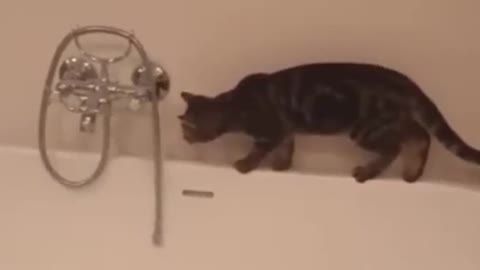 Funny cute cats, Funny